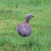 Ashy-headed Goose, Carratera Austral - Patagonia